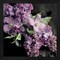 Fresh Evening Bloom by Sarah Gardner 13" x 13" Framed Wall Art